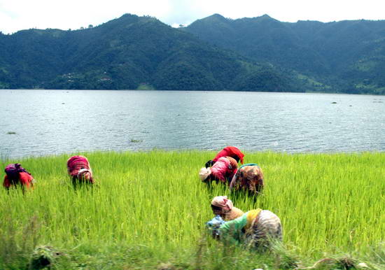 nepalese women planting rice, nepal, lakeside, pokhara